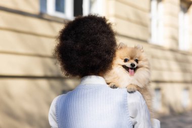 back view of curly african american woman holding pomeranian dog