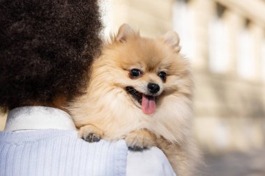 back view of brunette and curly woman holding pomeranian spitz  clipart