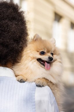 back view of curly woman holding pomeranian spitz 