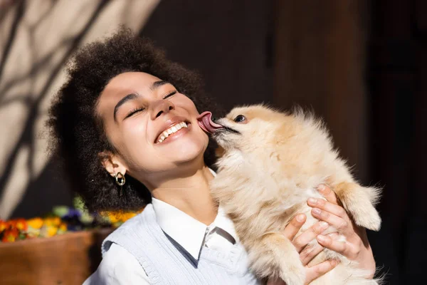 pomeranian dog licking cheek of happy african american woman