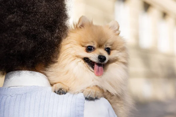 back view of brunette and curly woman holding pomeranian spitz 