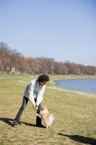 Positive african american woman in blue vest playing with pomeranian dog in park — Photo de stock