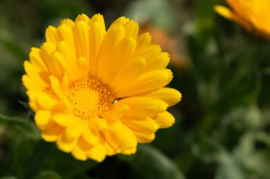 Beautiful yellow calendula officinalis flower close up in a garden on a green background