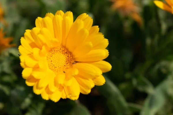 stock image Beautiful yellow calendula officinalis flower close up in a garden on a green background