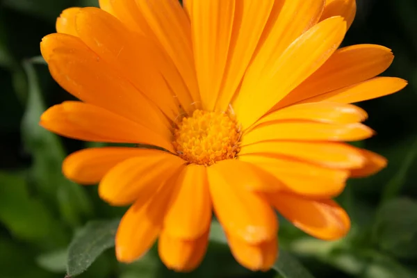 緑の背景の庭に近い美しいオレンジ色のカレンダーオフィニリスの花 — ストック写真
