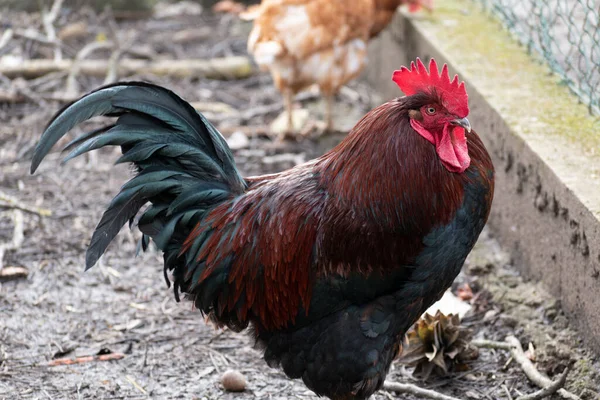 在一个有着漂亮深色羽毛的农场里的法国公鸡 — 图库照片
