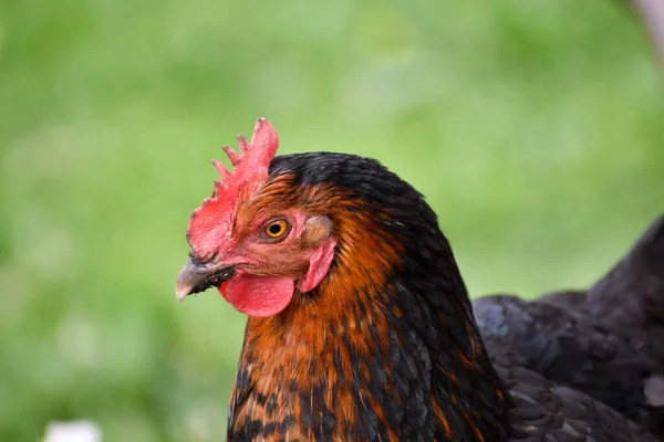 Close Cute Black Brown Bicolor Chicken — Stock Photo, Image