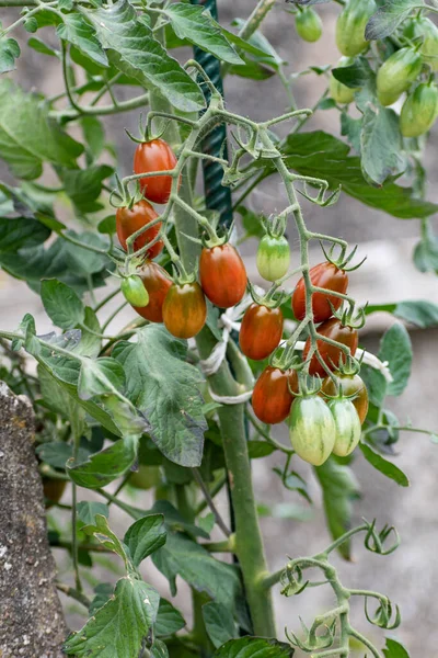 植物上生长着红绿相间的长樱桃西红柿 — 图库照片