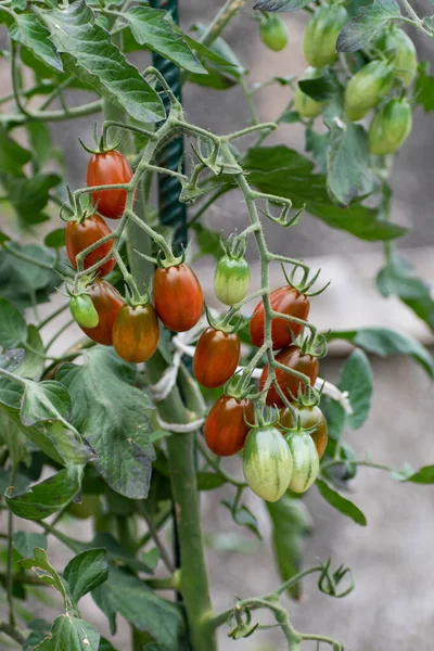Tomates Cerises Longues Rouges Vertes Poussant Sur Plante — Photo