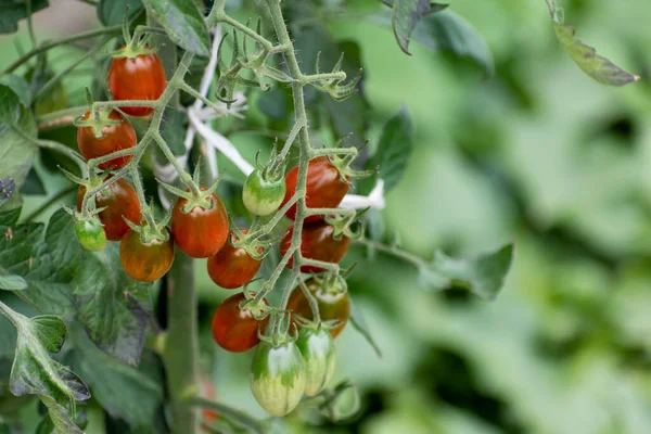 Tomates Cerises Longues Rouges Vertes Poussant Sur Plante — Photo