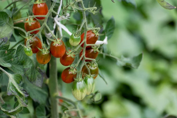 Tomates Cerises Longues Rouges Vertes Poussant Sur Plante — Photo