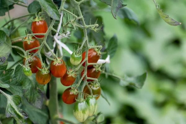 Tomates Cerises Longues Rouges Vertes Poussant Sur Plante — Photo