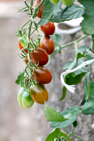 Tomates Cerises Longues Rouges Vertes Poussant Sur Plante — Photo