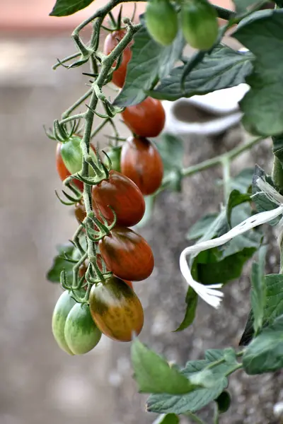 식물에서 자라는 초록긴 토마토 — 스톡 사진