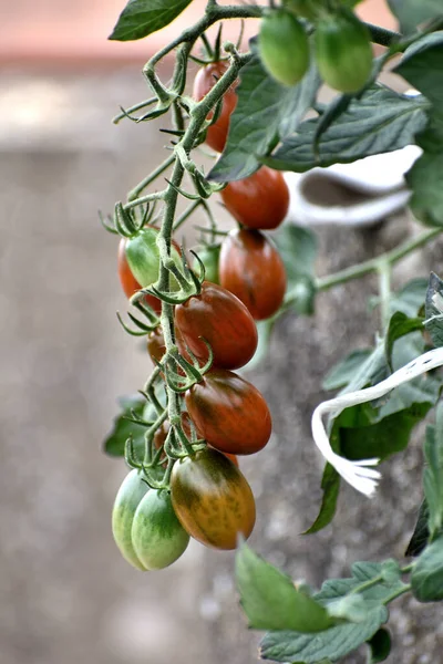 Tomates Cerises Longues Rouges Vertes Poussant Sur Plante — Photo