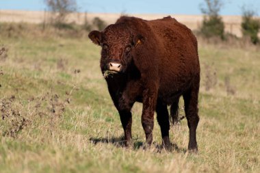 Güzel kahverengi inek otlakta ot yiyor.