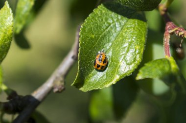 Erik ağacında uğur böceği larvası, coccinella septempunctata, coccinellidae