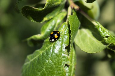 Erik yaprağında Asya uğur böceği, coccinella septempunctata, coccinellidae
