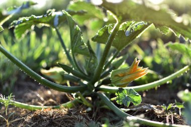 Yazın başlarında kabak ve çiçeği ekolojik bir bahçede, guguklu pepo.