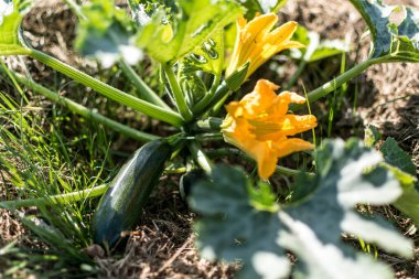 Yazın başlarında kabak ve çiçeği ekolojik bir bahçede, guguklu pepo.