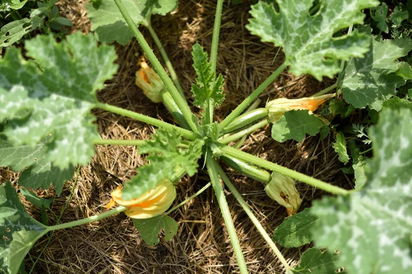 Zucchine Suo Fiore All Inizio Dell Estate Giardino Ecologico Cucurbita — Foto Stock