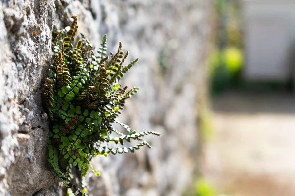 Asplenium Trichomanes Maidenhair Spleenwort Growing Stone Wall — 스톡 사진
