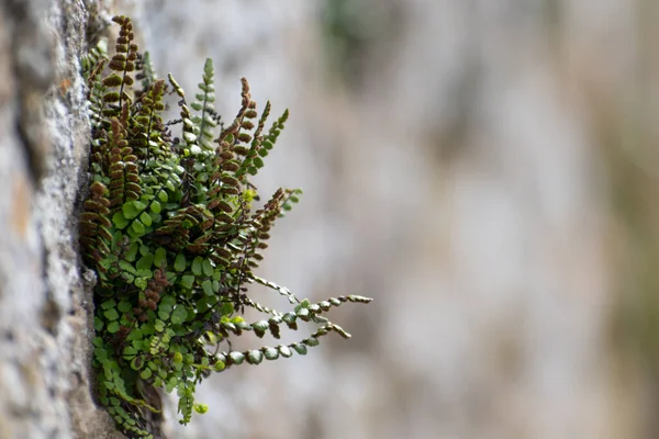 Asplenium Trichomanes Maidenhair Spleenwort Growing Stone Wall — 스톡 사진