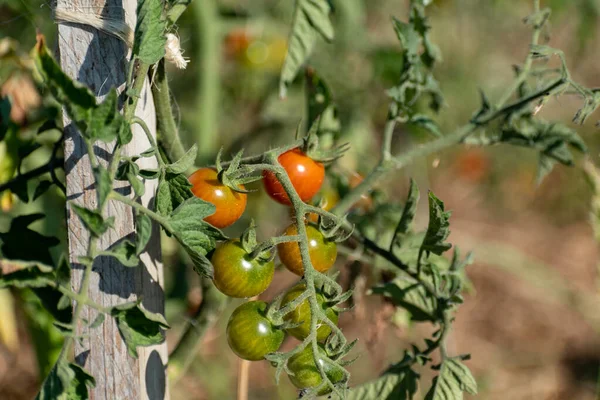 Red Green Cherry Tomatoes Growing Ecological Garden Wooden Stake Biodegradable — 스톡 사진