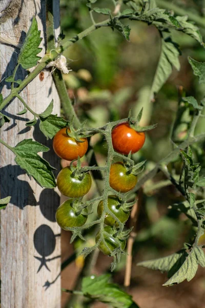 Red Green Cherry Tomatoes Growing Ecological Garden Wooden Stake Biodegradable — 图库照片