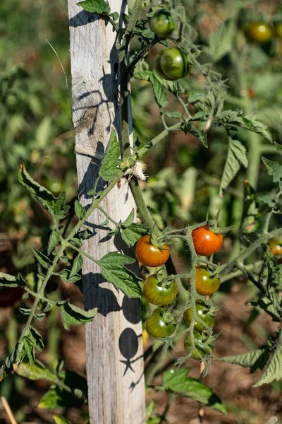 Red Green Cherry Tomatoes Growing Ecological Garden Wooden Stake Biodegradable — 스톡 사진