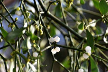 Elma ağacında beyaz böğürtlenli ökseotu dalı. Viscum albümü, yakın plan..