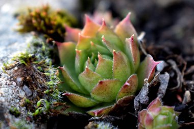 Sempervivum tectorum, sıradan Houseleek. Çiçek saksısında daimi bitki yetişiyor. Sempervivum doğada. Sonsuza kadar canlı bitki, sulu.
