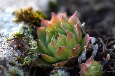 Sempervivum tectorum, sıradan Houseleek. Çiçek saksısında daimi bitki yetişiyor. Sempervivum doğada. Sonsuza kadar canlı bitki, sulu.