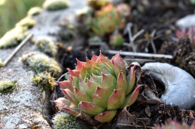 Sempervivum tectorum, sıradan Houseleek. Çiçek saksısında daimi bitki yetişiyor. Sempervivum doğada. Sonsuza kadar canlı bitki, sulu.