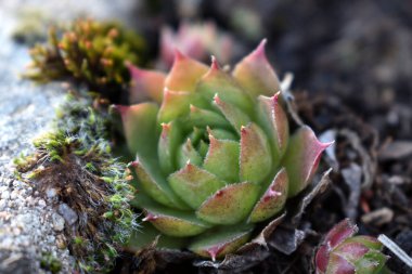 Sempervivum tectorum, sıradan Houseleek. Çiçek saksısında daimi bitki yetişiyor. Sempervivum doğada. Sonsuza kadar canlı bitki, sulu.