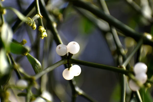 Branch Mistletoe White Berries Apple Tree Viscum Album Close — Stock Photo, Image