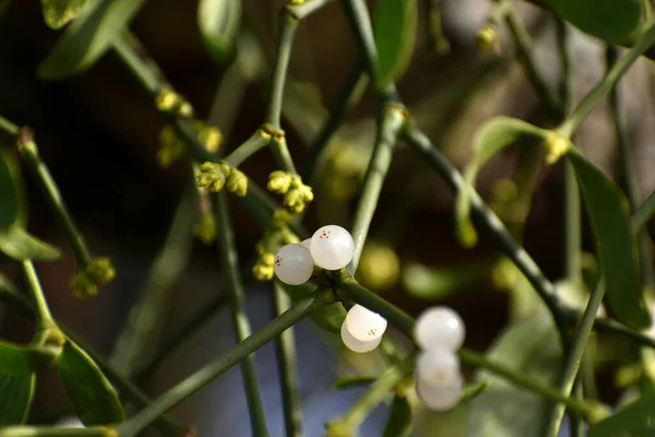 Branch Mistletoe White Berries Apple Tree Viscum Album Close — Foto de Stock