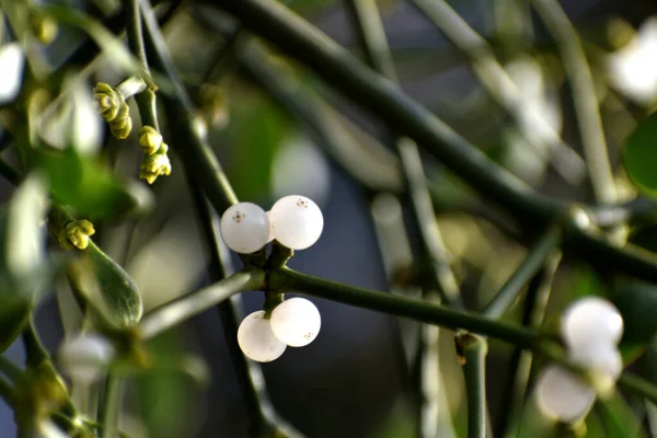 Branch Mistletoe White Berries Apple Tree Viscum Album Close — Foto de Stock