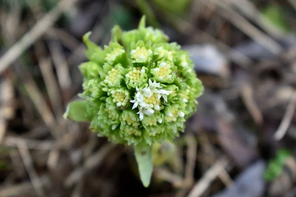 White Butterbur First Flowers Spring Butterbur Albus Forest Humid Environment — Stock Photo, Image