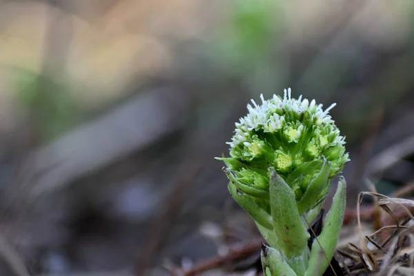 White Butterbur First Flowers Spring Butterbur Albus Forest Humid Environment — Stock Fotó