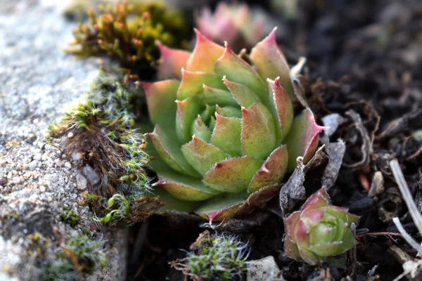 Sempervivum tectorum, sıradan Houseleek. Çiçek saksısında daimi bitki yetişiyor. Sempervivum doğada. Sonsuza kadar canlı bitki, sulu.