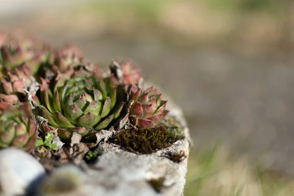 Sempervivum Tectorum Common Houseleek Perennial Plant Growing Flower Pot Sempervivum — 스톡 사진