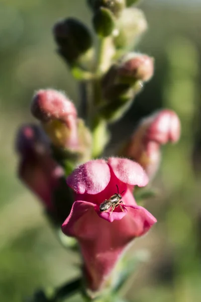 Snapdragon Bloemen Tuin Antirrhinum Majus Close Roze Bloemen Met Een — Stockfoto