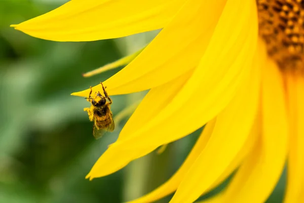 Pszczoła Zbierająca Pyłek Słoneczniku Helianthus Annuus — Zdjęcie stockowe
