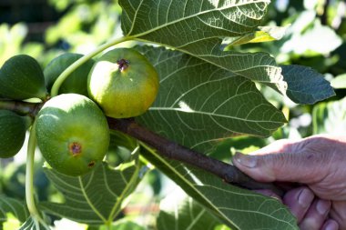 İncir ağacının dalında asılı yeşil incir meyveleri, incir ağacı.