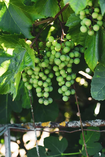 Bunches Green Wine Grapes Sun Illuminates Few Fruits — Stock Photo, Image