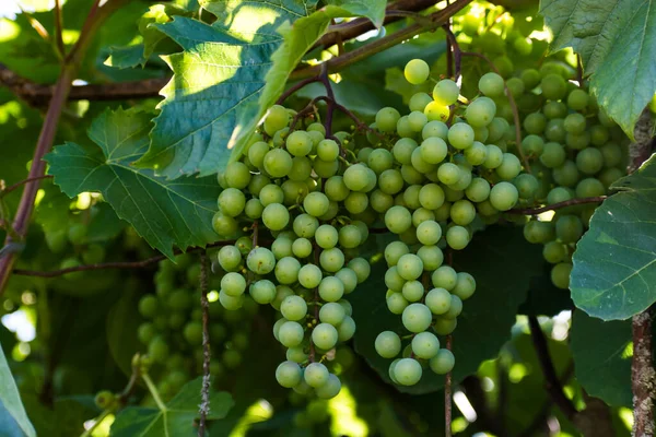 Bunches Green Wine Grapes Sun Illuminates Few Fruits — Stockfoto