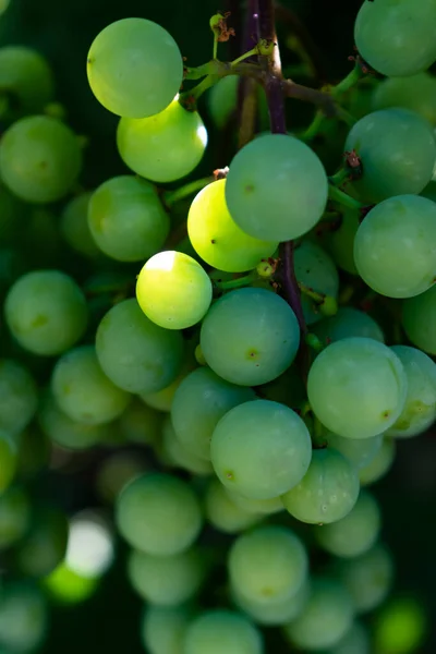 Bunches Green Wine Grapes Sun Illuminates Few Fruits — Stock Photo, Image