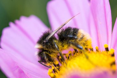 Bumblebee covered in Pollen on a cosmos flower