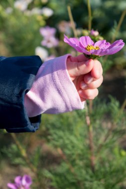 Baby hands playing with cosmos flower in the garden